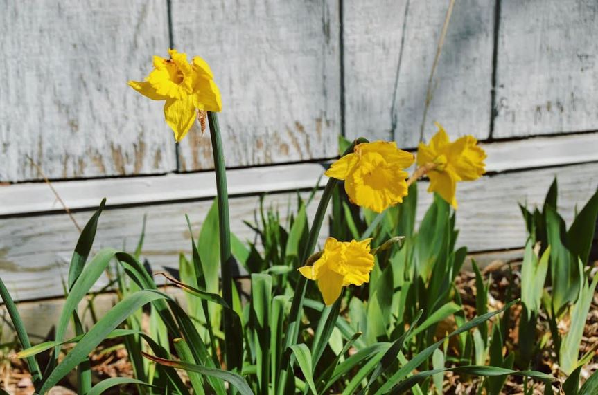 Top 5 reasons to love spring in Mt.&nbsp;Pleasant