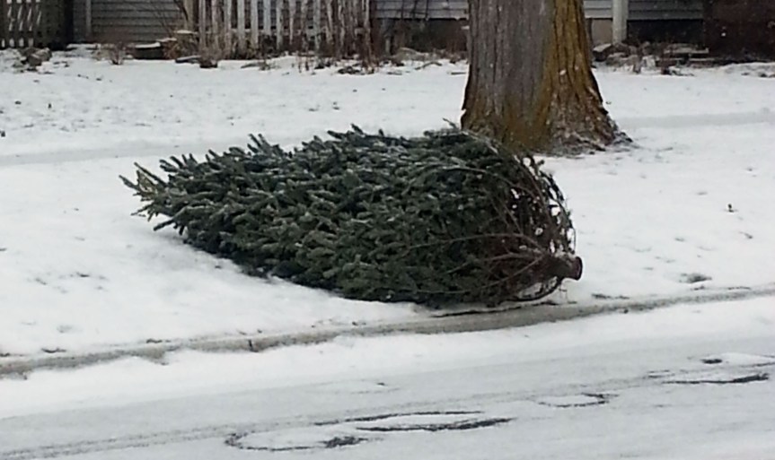 Christmas tree collection begins Jan.&nbsp;2